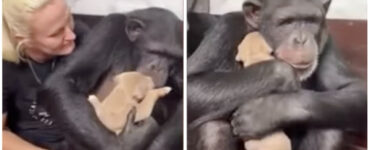 Scimpanzé coccola un cagnolino