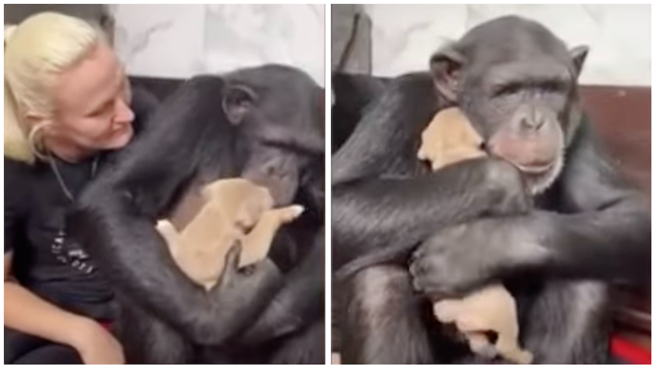 Scimpanzé coccola un cagnolino