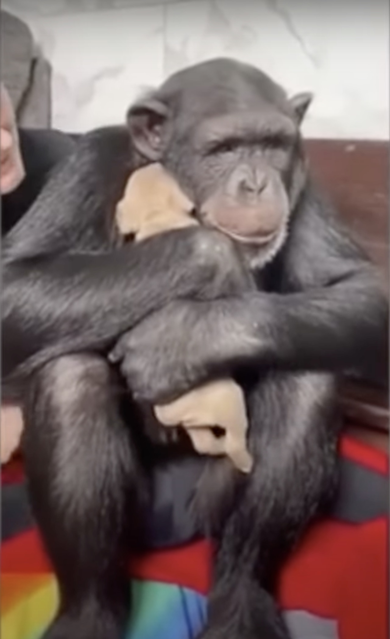 Scimpanzé abbraccia un cagnolino