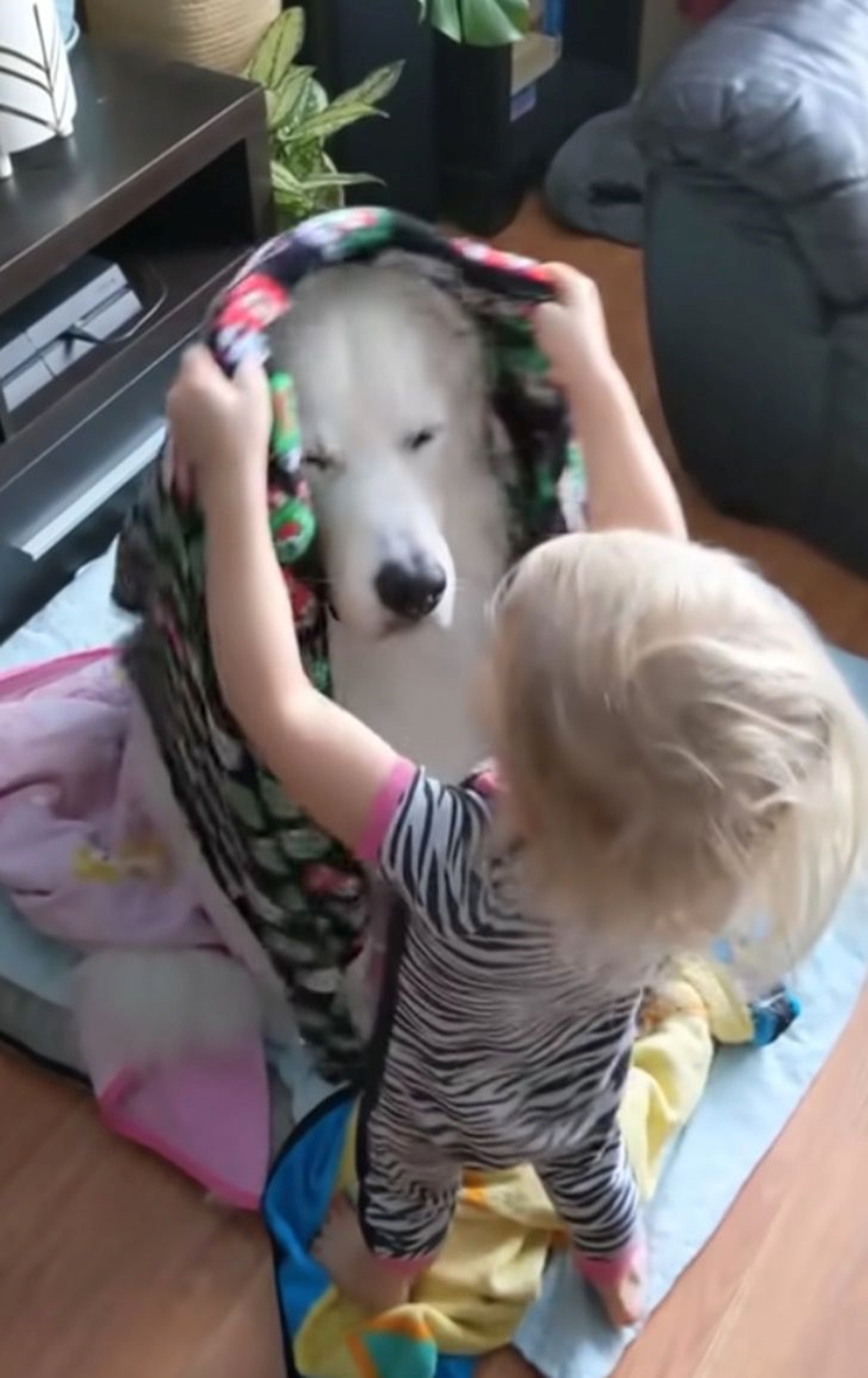 Un bambino copre il cane con le coperte per proteggerlo dal freddo