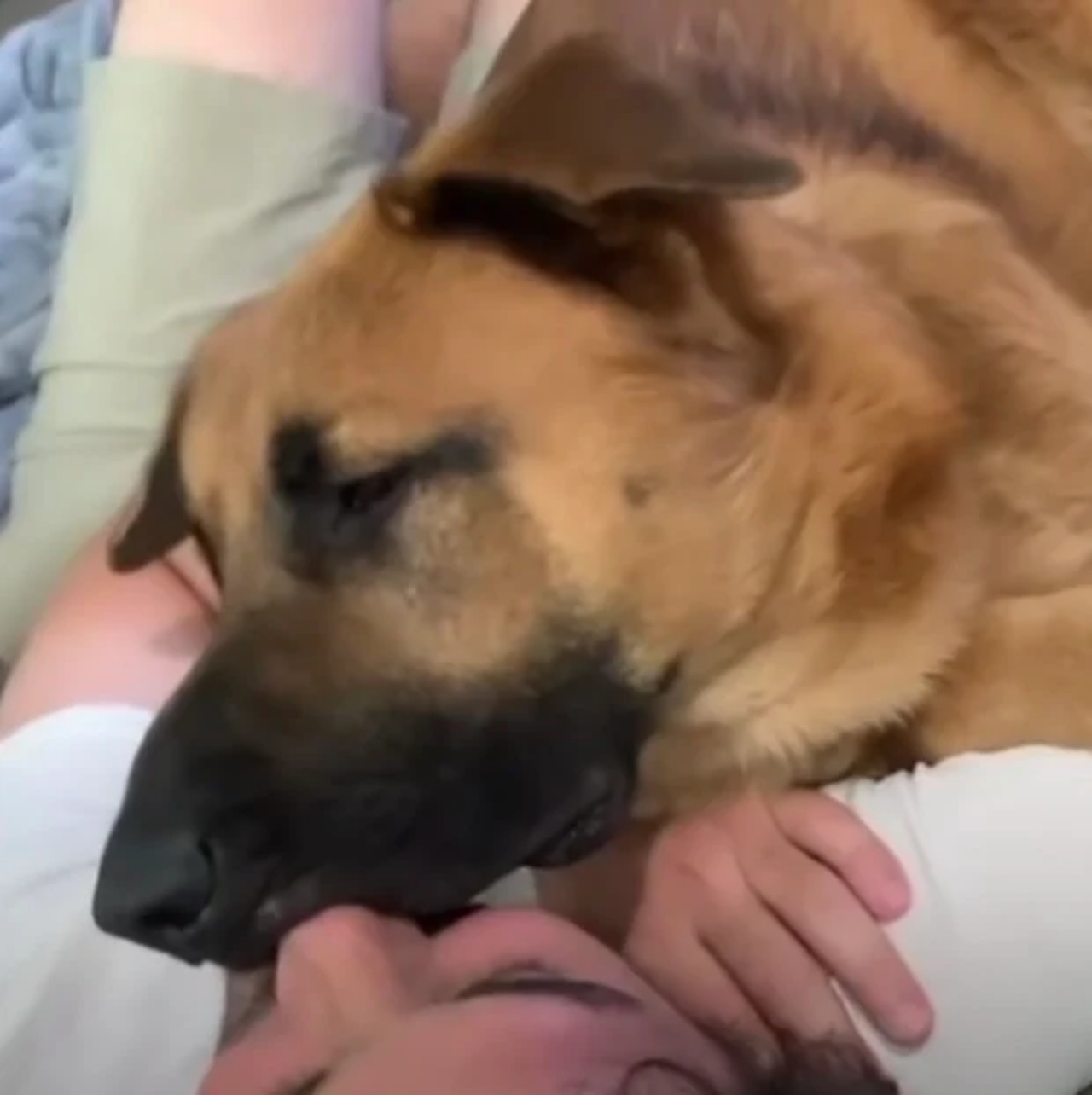 Una coppia adotta un cane che diventa membro di famiglia in poco tempo