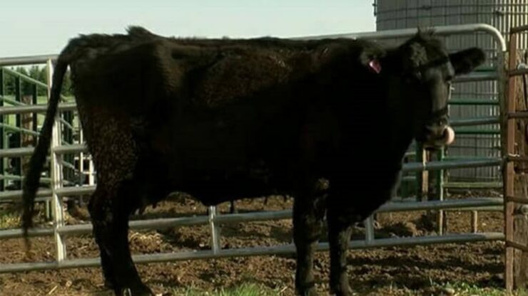 Una mucca partorisce quattro vitelli sani e forti