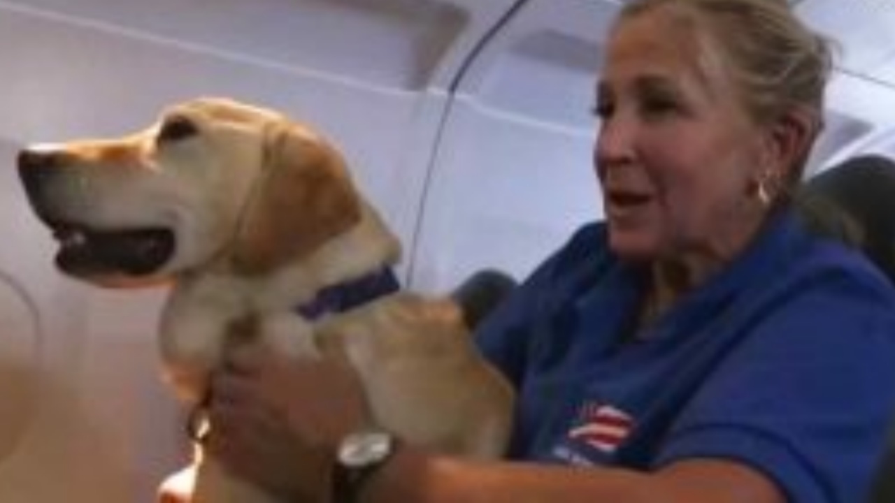 Un'assistente di volo aiuta i cani a ritrovare i propri conduttori
