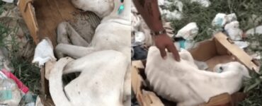 cane abbandonato in mezzo ai rifiuti