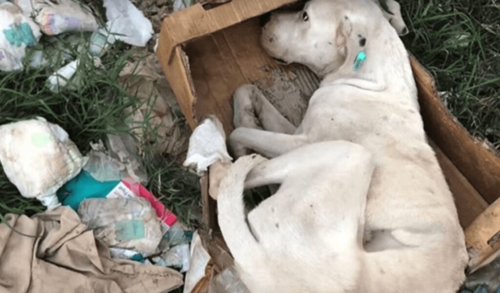 cane abbandonato in mezzo ai rifiuti