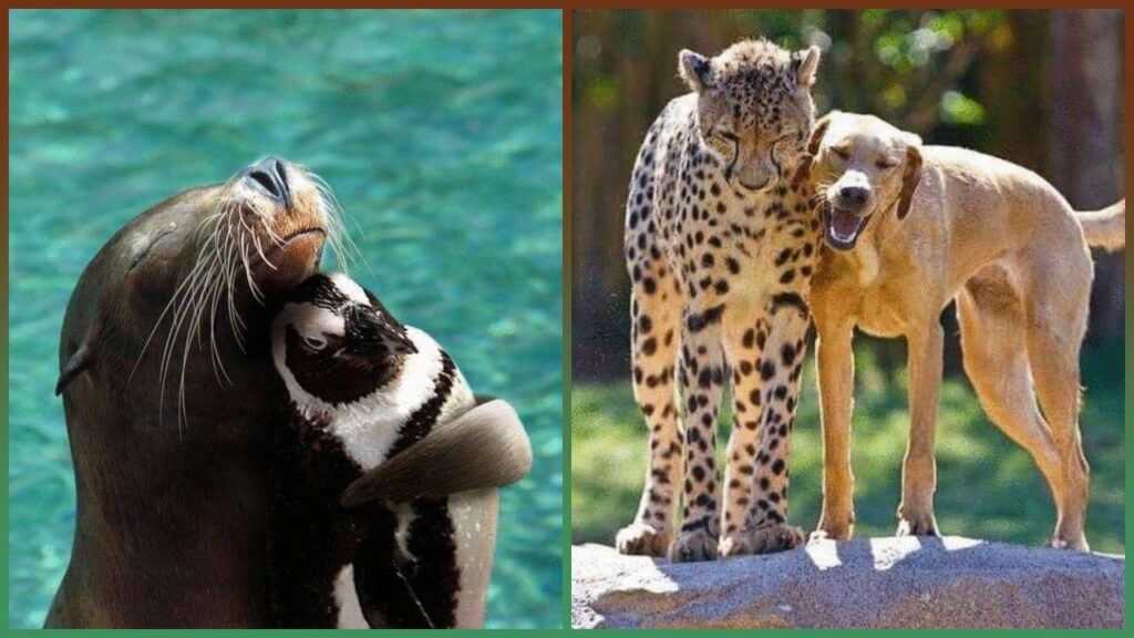 Animali con un'amicizia strana