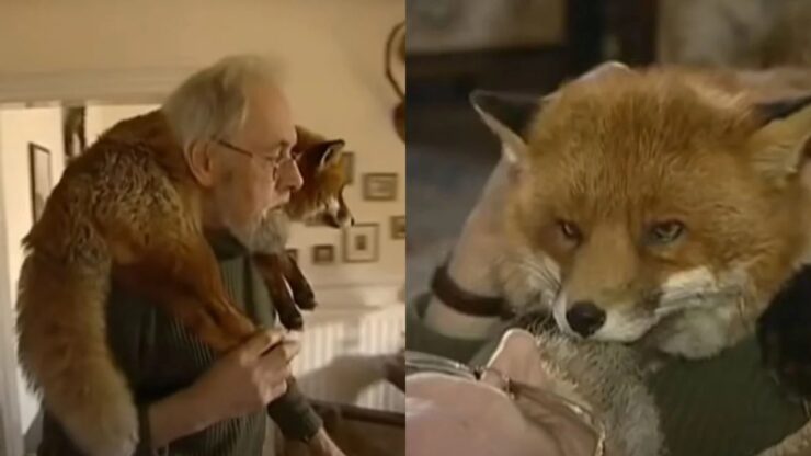 amicizia tra un uomo e una volpe