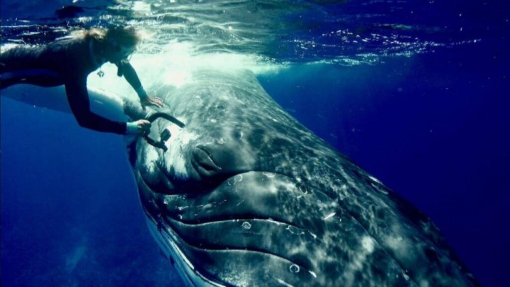 balena salva donna