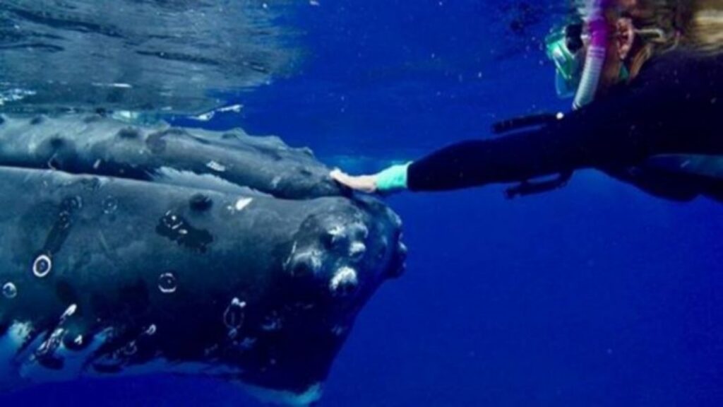 balena protegge subacquea da squalo