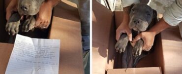 bambino salva cagnolino scatola