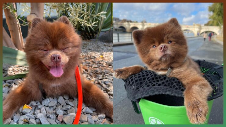 Il cane Bertram