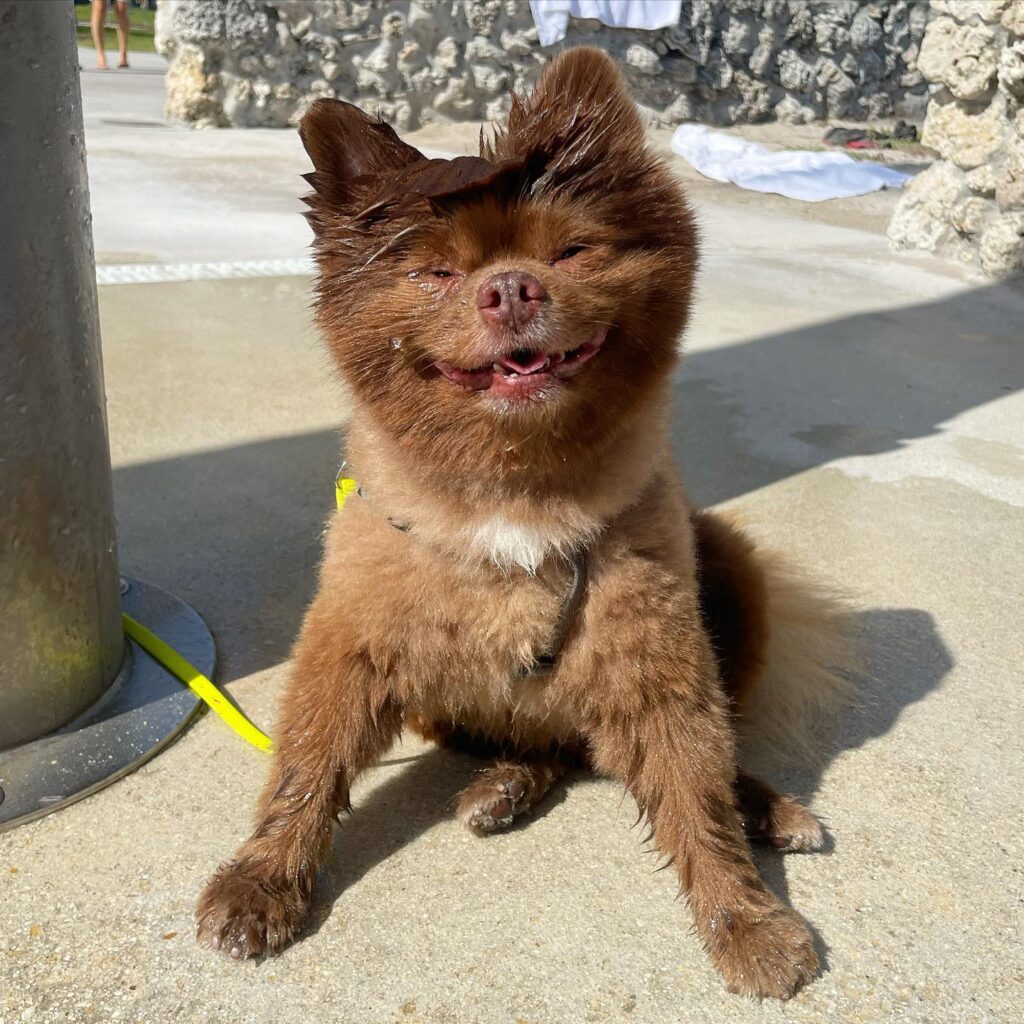 Il cane Bertram