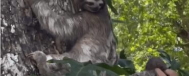 Soccorritori ricongiungono il bradipo con sua madre