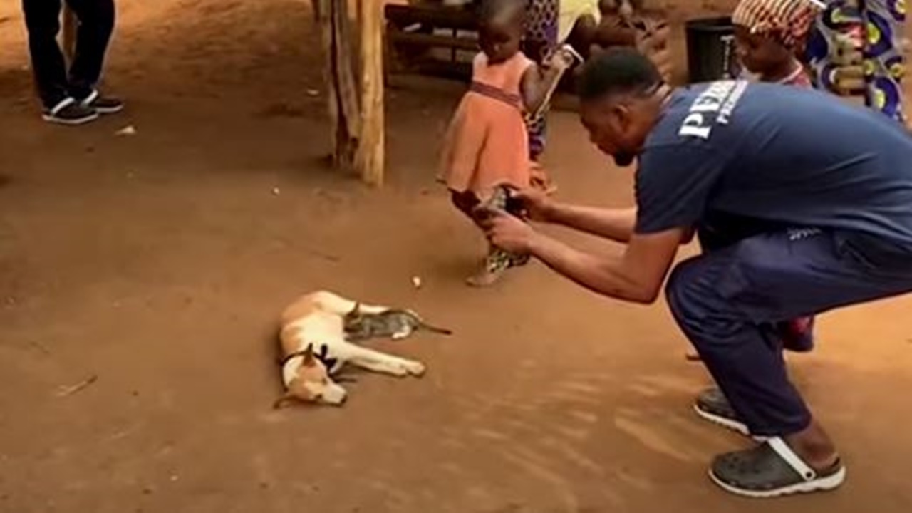 cagnolina allatta gattino in difficoltà