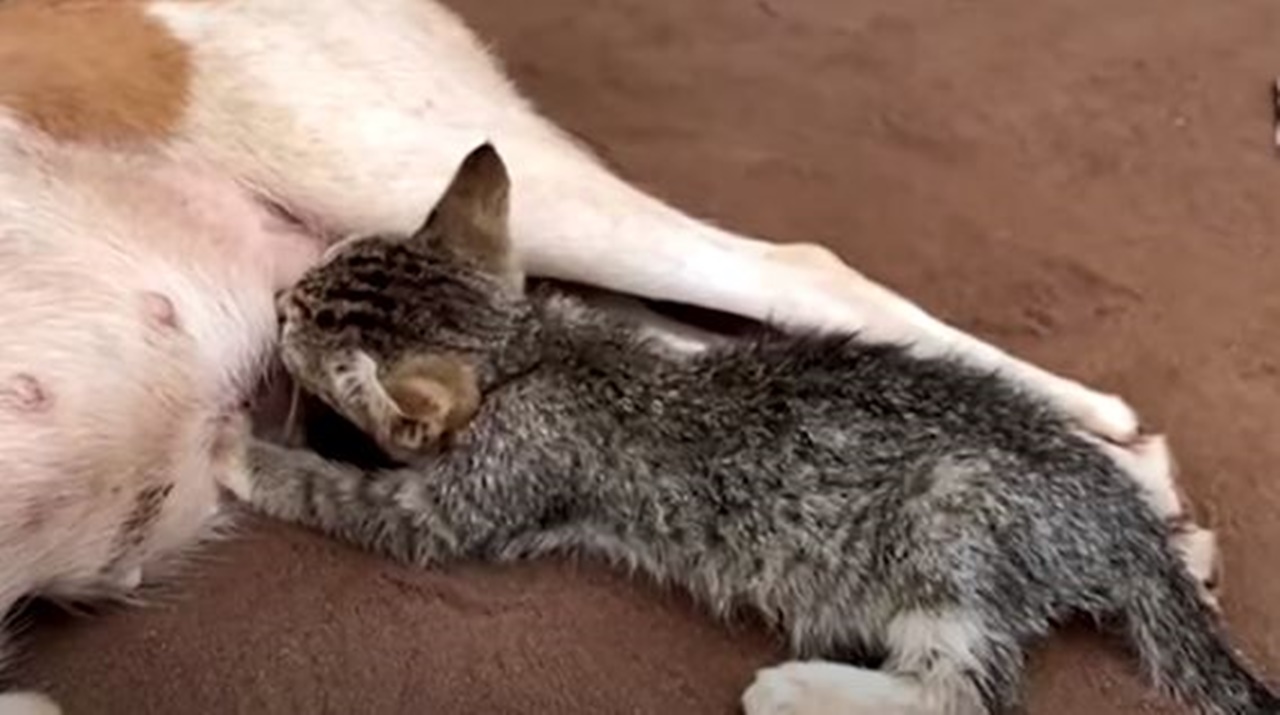 cagnolina allatta gattino povero