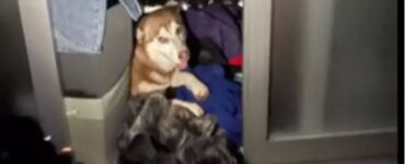 cagnolina con comportamenti insoliti armadio