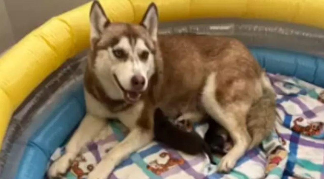 cagnolina con comportamenti insoliti cuccioli