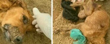 Cagnolina quasi divorata dalle formiche