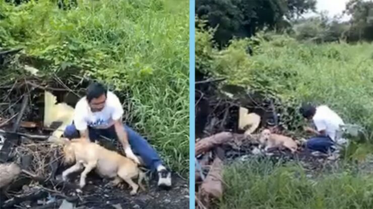 cagnolina ritrovata in discarica