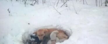 cagnolina infreddolita cuccioli