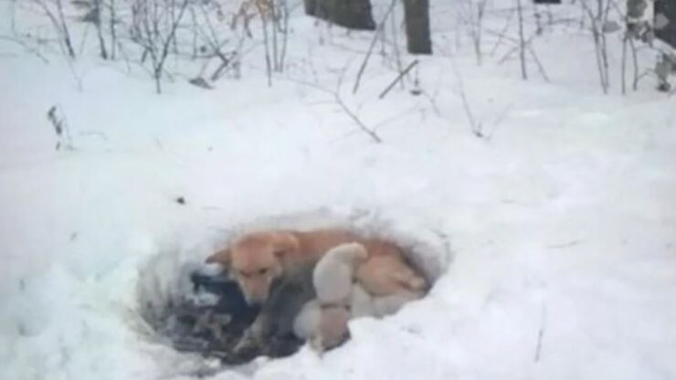 cagnolina infreddolita cuccioli