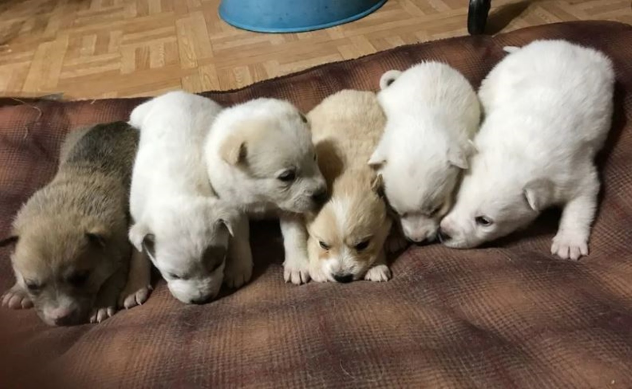 cagnolina infreddolita 6 cuccioli