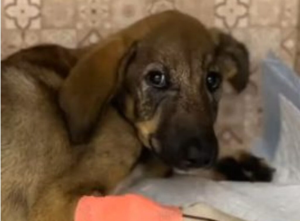 Cagnolina scoppia in lacrime quando viene salvata