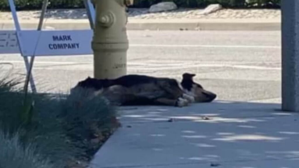 Cagnolina non abbandona il luogo dove è stata abbandonata