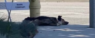 Cagnolina non abbandona il luogo dove è stata abbandonata