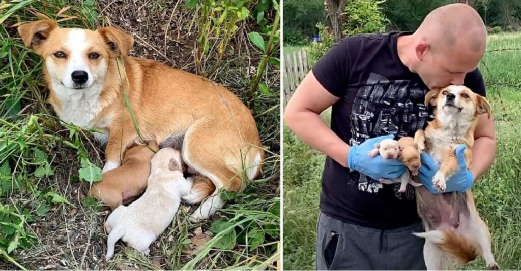 Cagnolina abbandonata attende il ritorno dei padroni