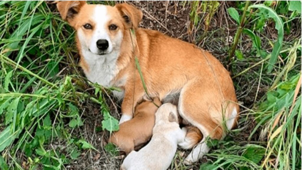 Cagnolina abbandonata attende il ritorno dei padroni