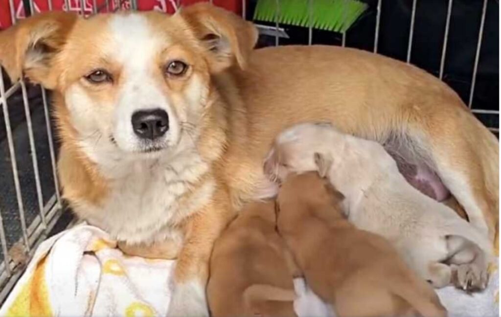 Cagnolina abbandonata attende il ritorno dei padroni