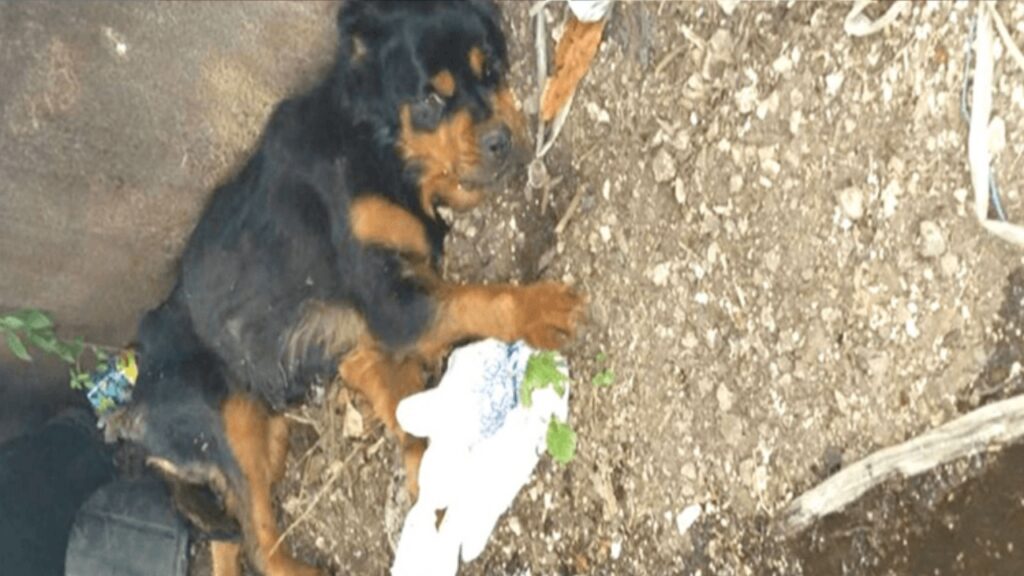 cagnolina paralizzata abbandonata in una discarica