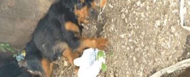cagnolina paralizzata abbandonata in una discarica