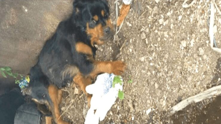 cagnolina paralizzata abbandonata in una discarica