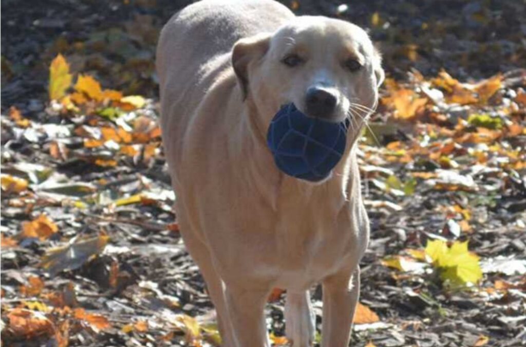 Cagnolina rischia di essere soppressa