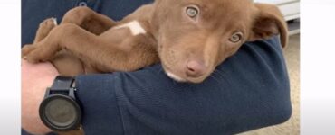 cagnolina sorride salva