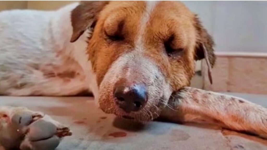 Cagnolina sviene in un negozio