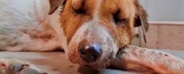 Cagnolina sviene in un negozio