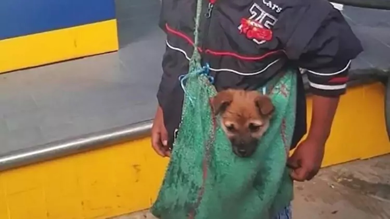 Cagnolino in una tracolla