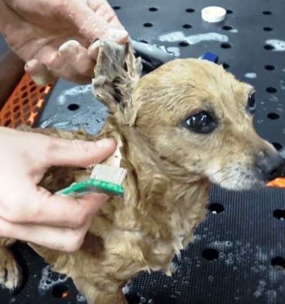 cagnolino con 3 zampe viene salvato