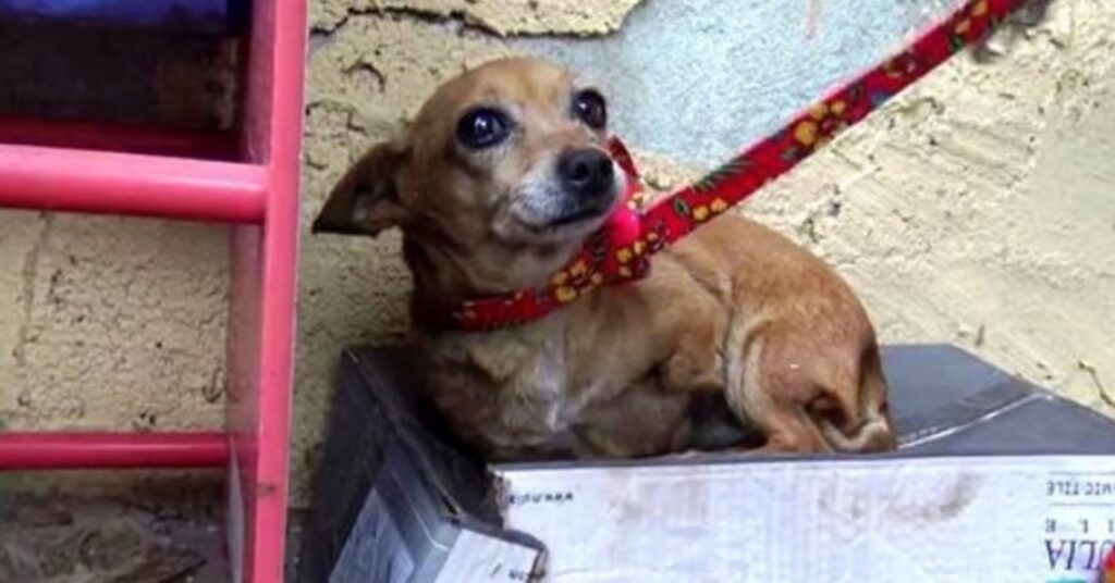 cagnolino con 3 zampe viene salvato