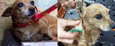 cagnolino con 3 zampe viene salvato