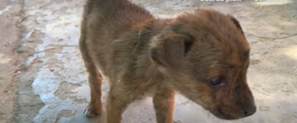 Cagnolino è sopravvissuto