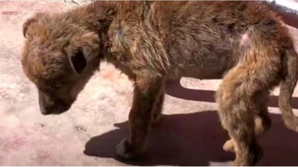 Cagnolino è sopravvissuto