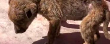 Cagnolino è sopravvissuto