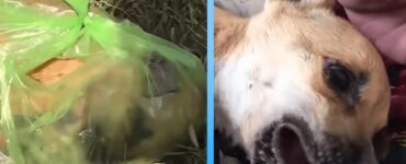 cane abbandonato sacchetto