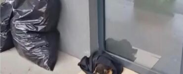 Cane viene abbandonato fuori una banca
