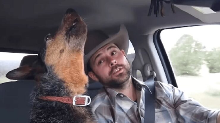 cane canta in macchina