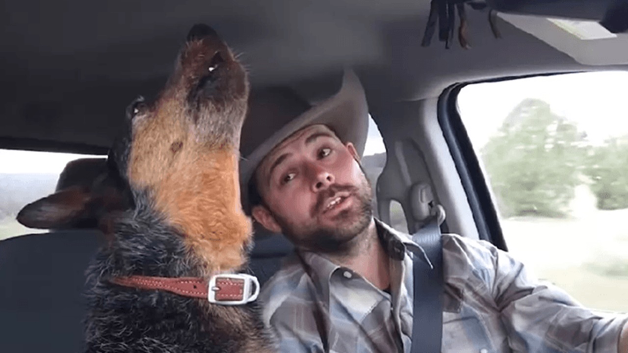 cane canta in macchina